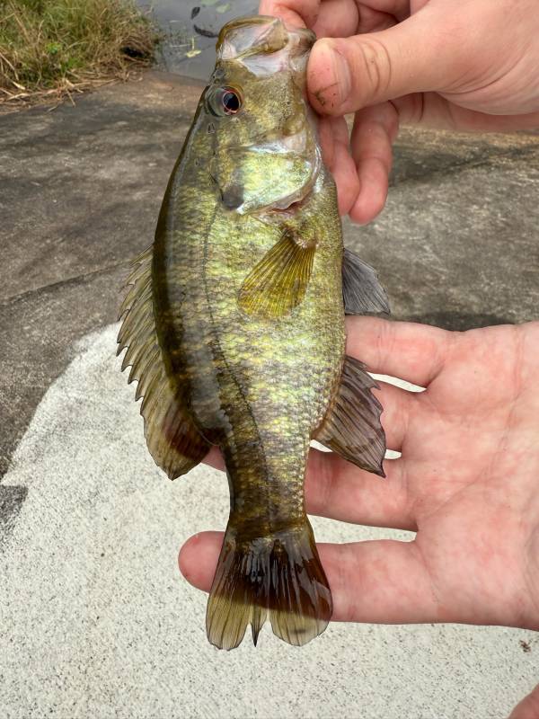 Warmouth in Belle Isle