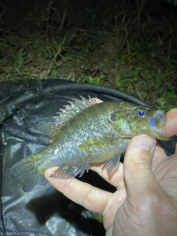 Warmouth in Belle Isle