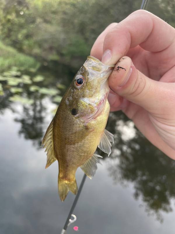 Warmouth in Belle Isle