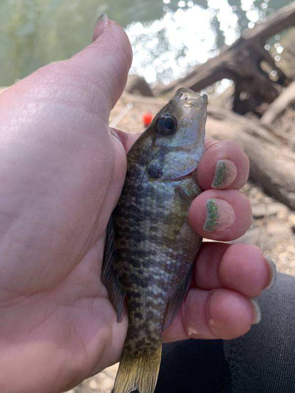 Warmouth in Terrell Hills