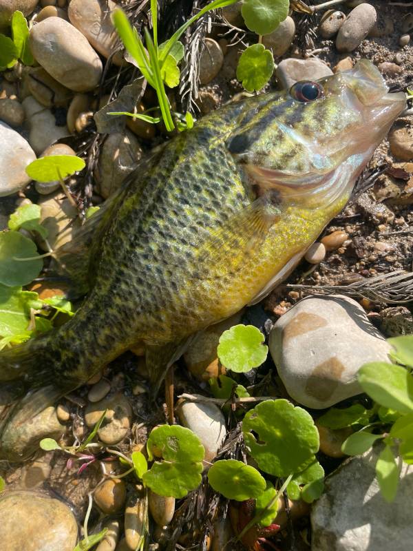 Warmouth in Terrell Hills