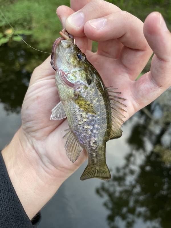 Warmouth in Belle Isle