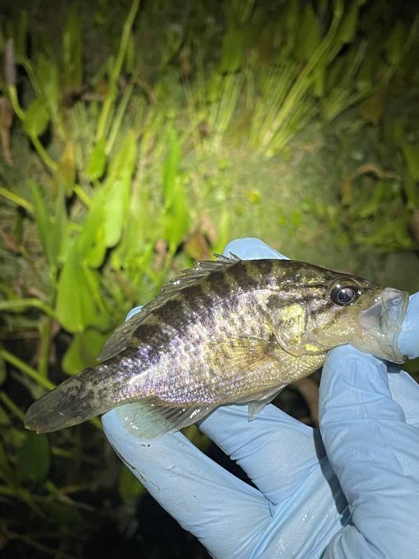 Warmouth in Belle Isle