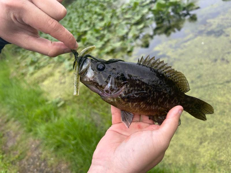 Warmouth in Rocky River