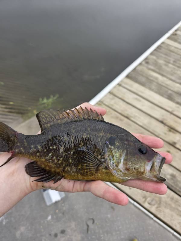Warmouth in Keosauqua