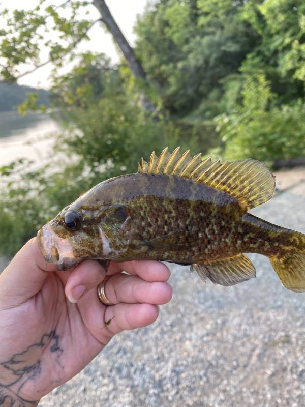 Warmouth in Kansas