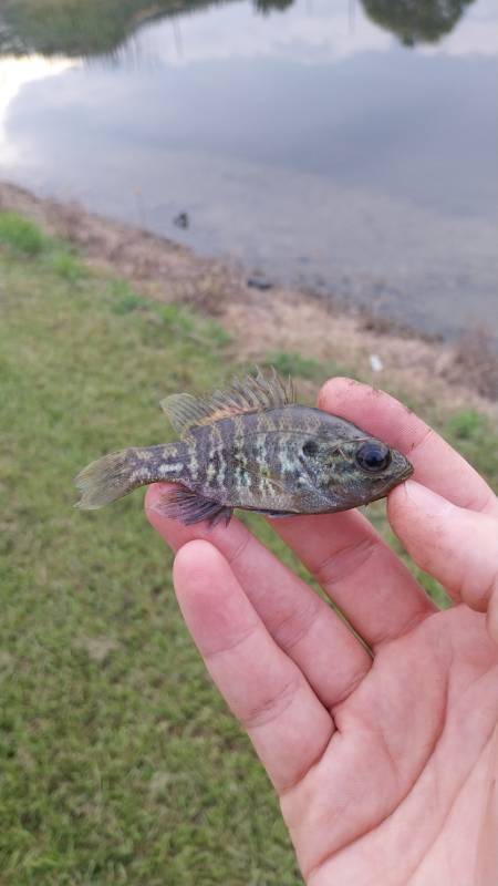 Warmouth in Belle Isle