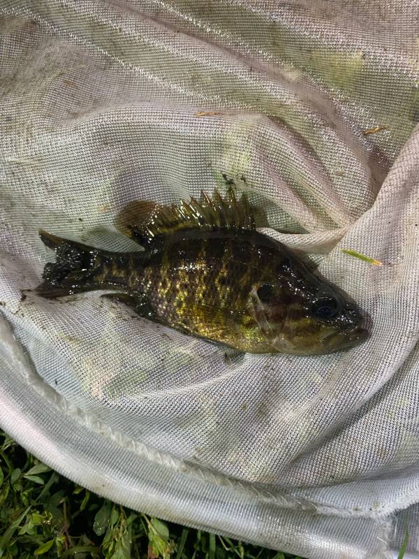 Warmouth in Illinois