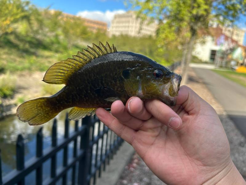 Warmouth in Rocky River