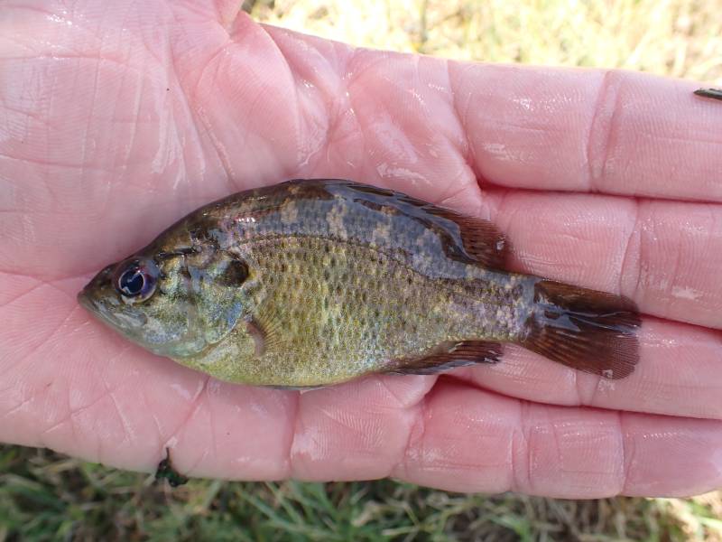 Warmouth in Bay City