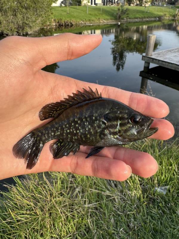 Warmouth in Fort Lauderdale