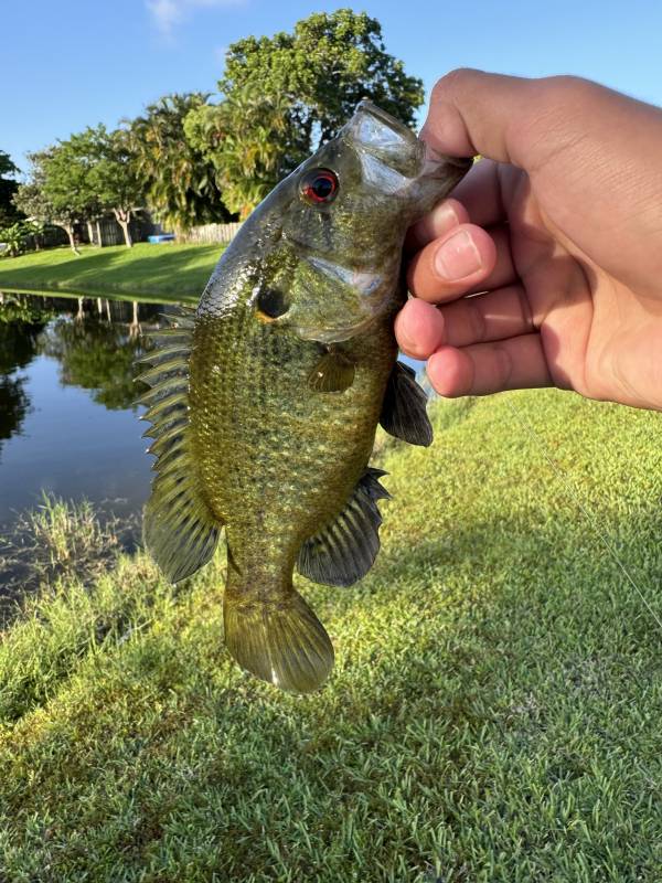 Warmouth in Fort Lauderdale