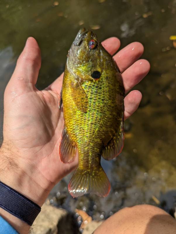 Warmouth in Mississippi