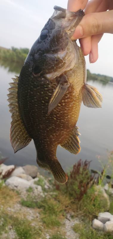 Warmouth in Keosauqua