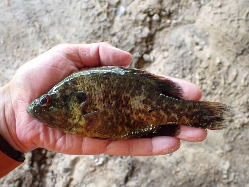 Warmouth in The Woodlands