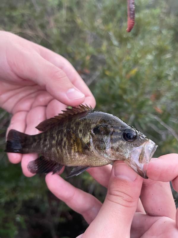 Warmouth in Mount Dora