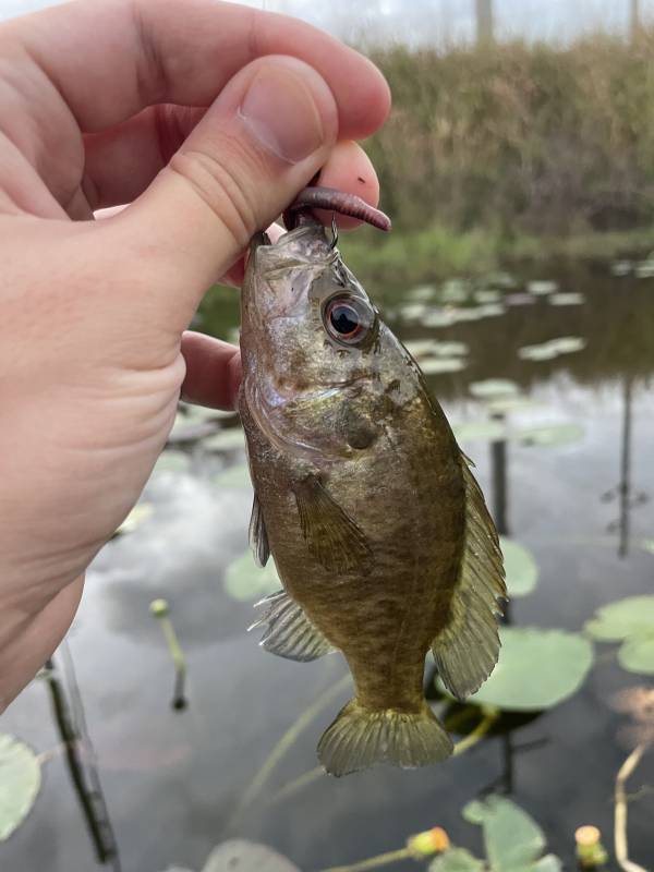 Warmouth in Mount Dora