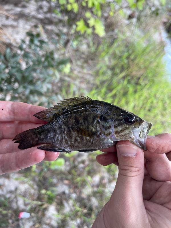 Warmouth in Belle Isle