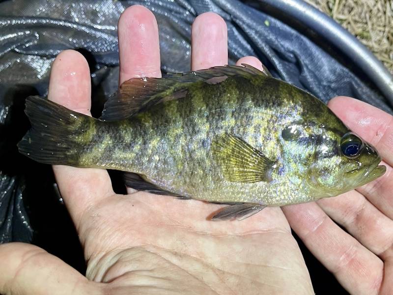 Warmouth in Belle Isle