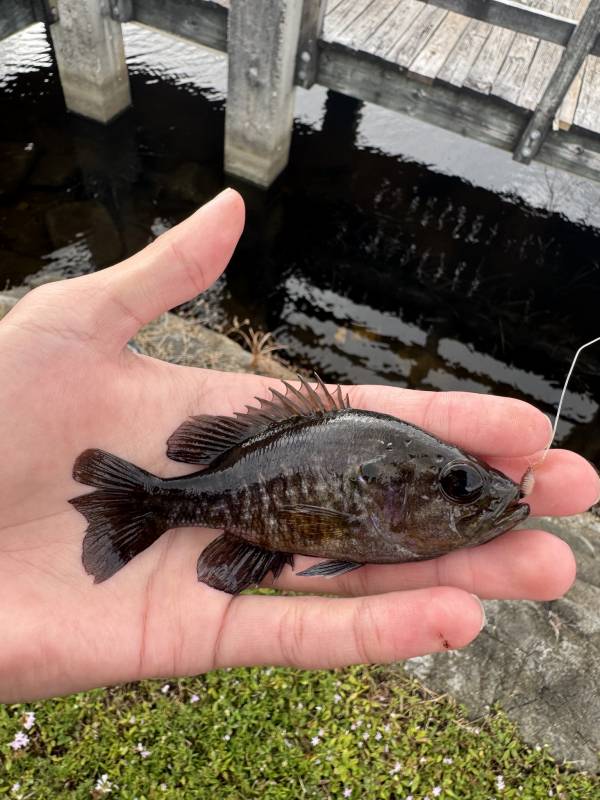 Warmouth in Fort Lauderdale