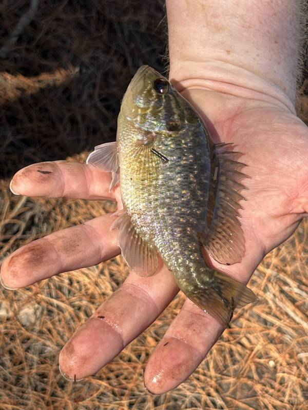 Warmouth in Florida