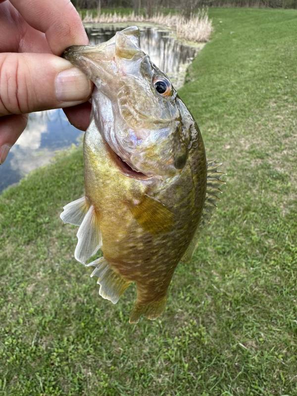 Warmouth in Rocky River