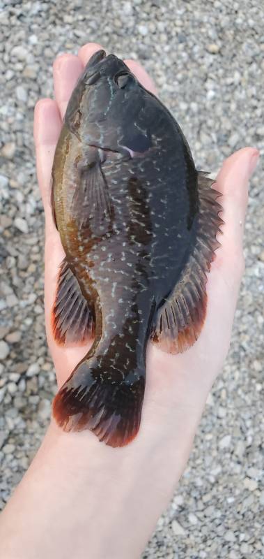 Warmouth in Keosauqua