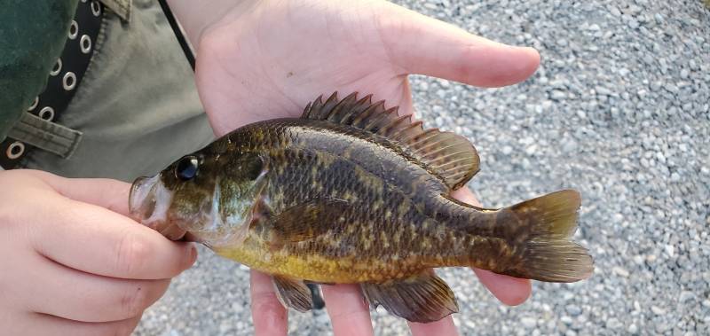 Warmouth in Keosauqua
