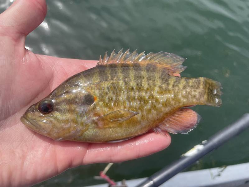 Warmouth in Grey Forest