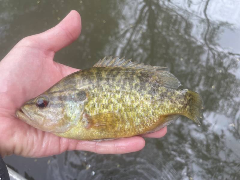 Warmouth in Stockdale