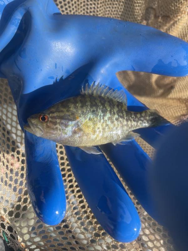 Warmouth in Grey Forest