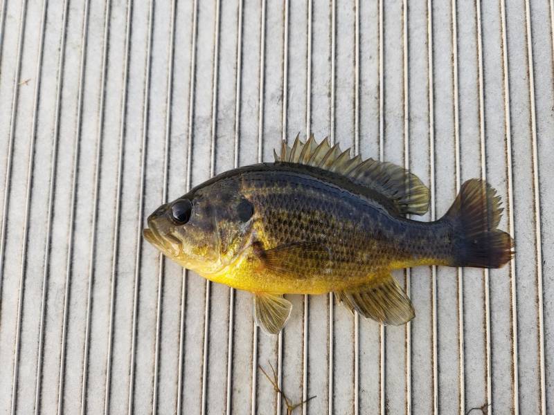 Warmouth in Tennessee