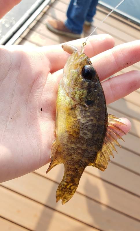 Warmouth in Rocky River