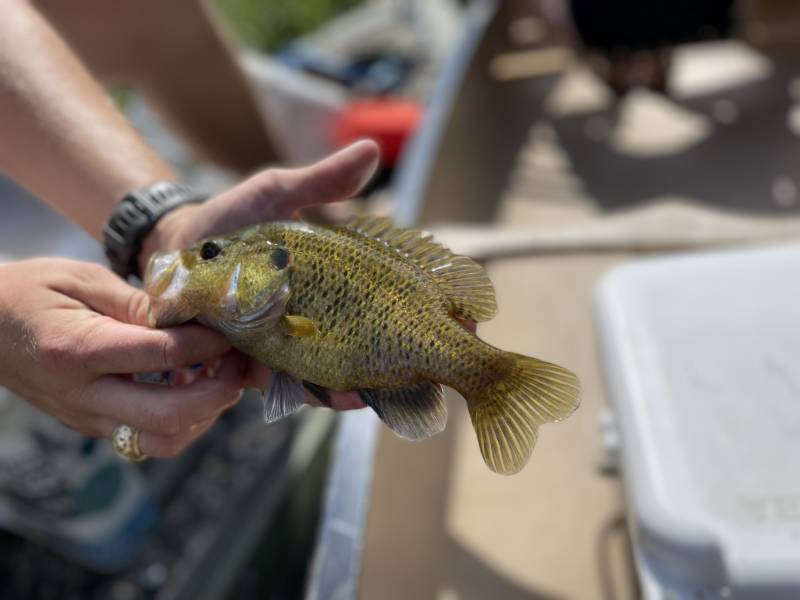 Warmouth in Texas