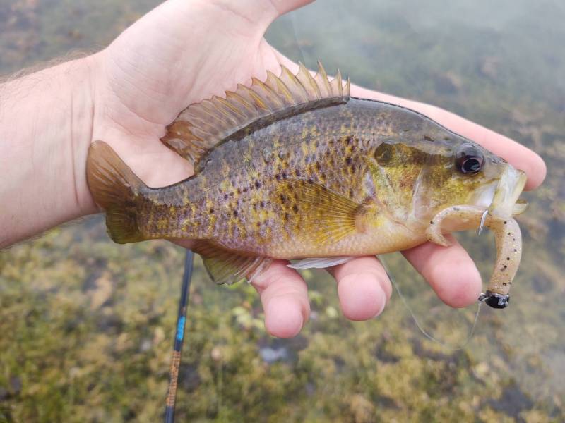 Warmouth in Indiana