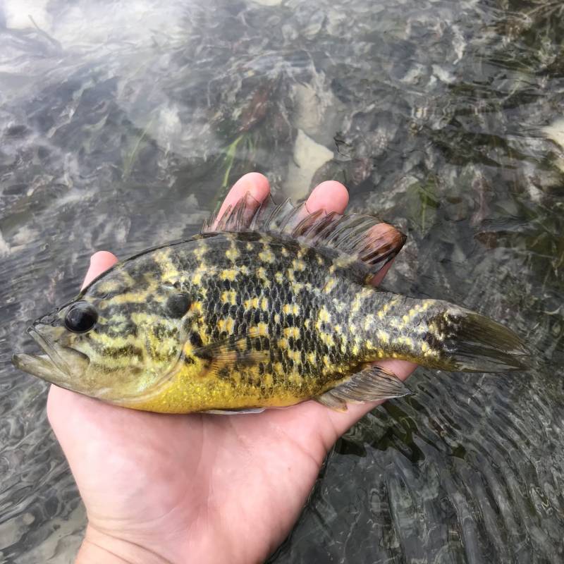 Warmouth in Fredericksburg