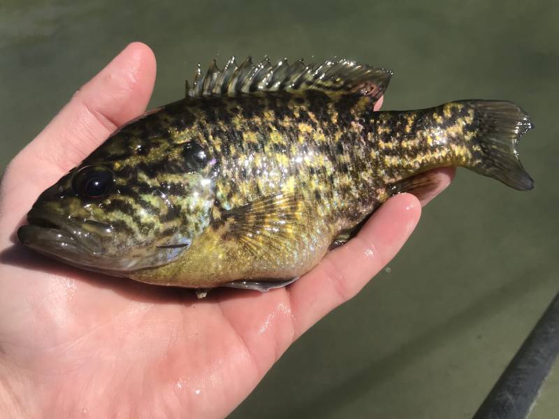 Warmouth in Kerrville