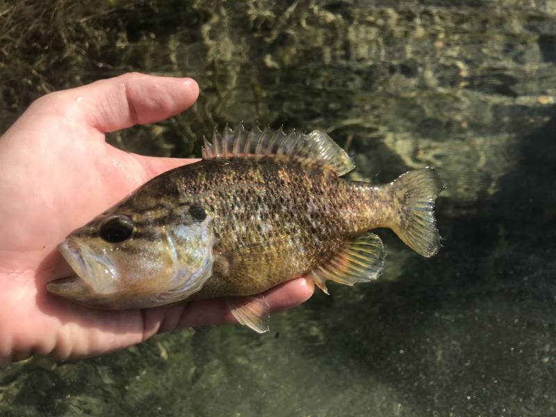 Warmouth in Kerrville