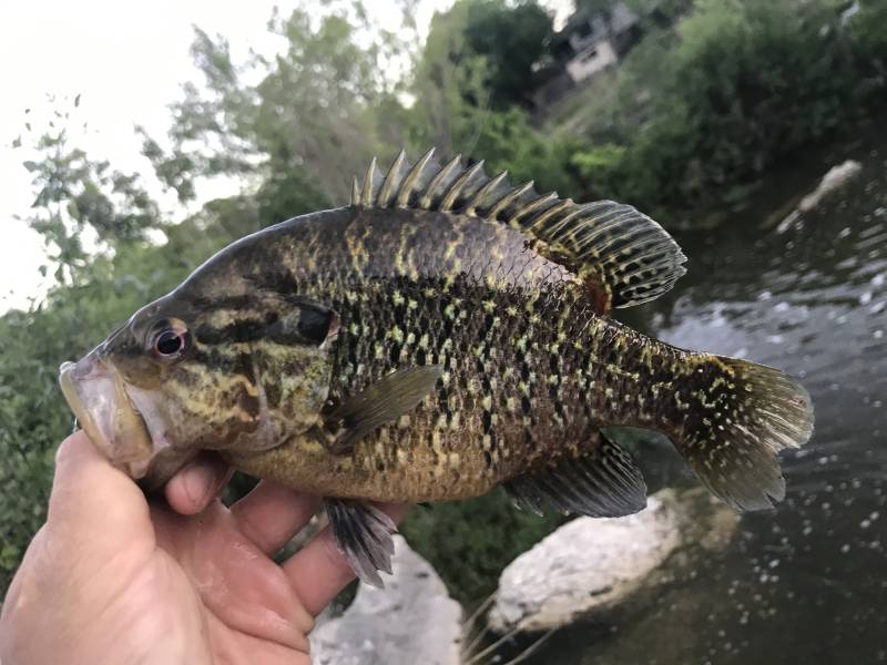 Warmouth in Boerne