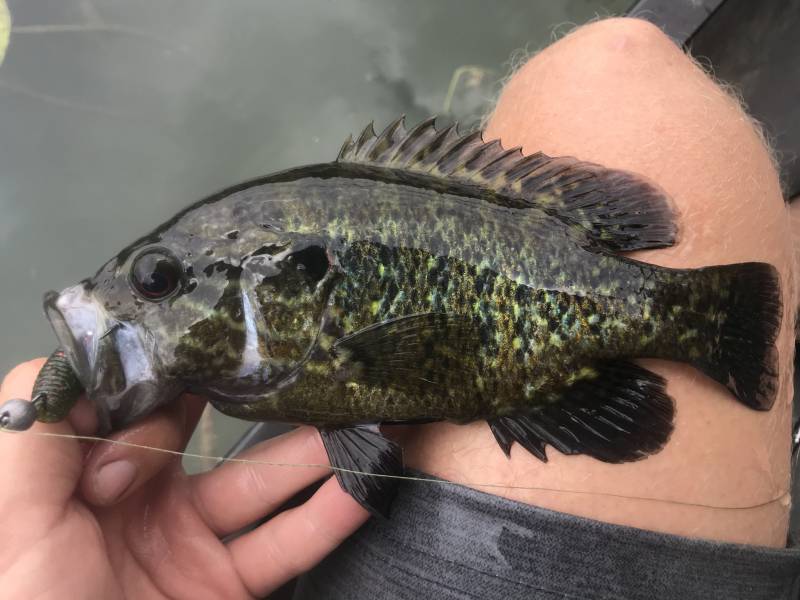 Warmouth in Kerrville