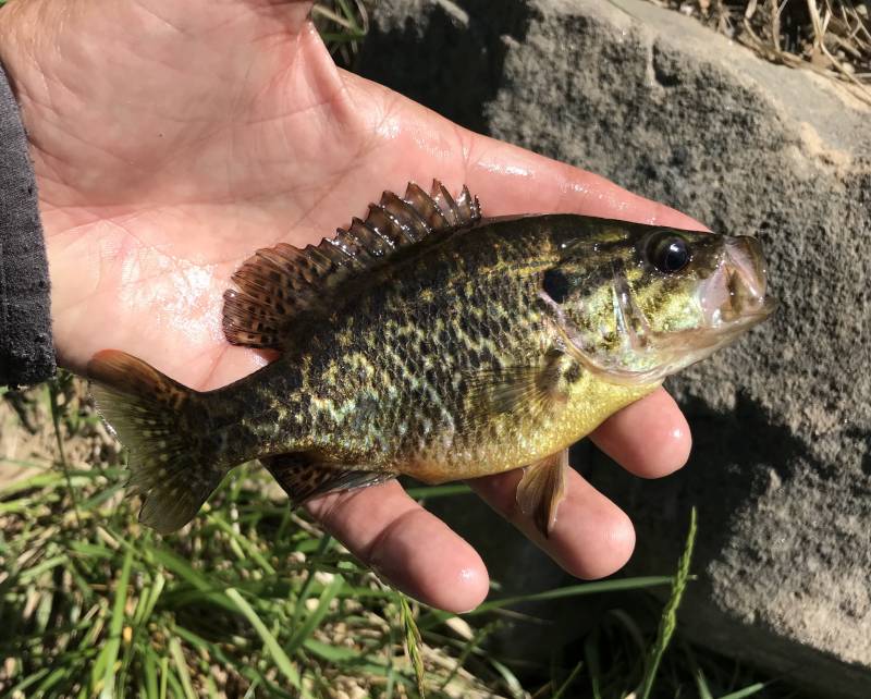 Warmouth in Doylestown