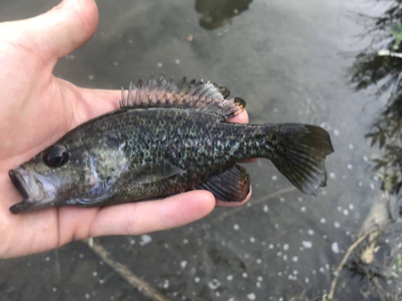 Warmouth in Kerrville