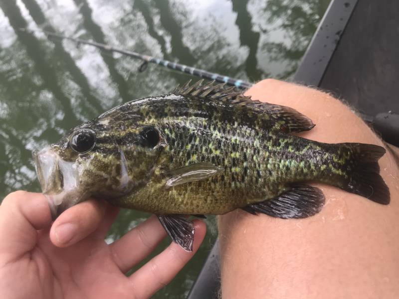 Warmouth in Kerrville