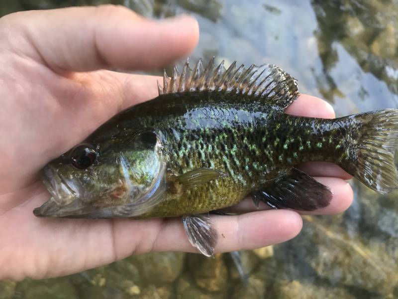 Warmouth in Kerrville
