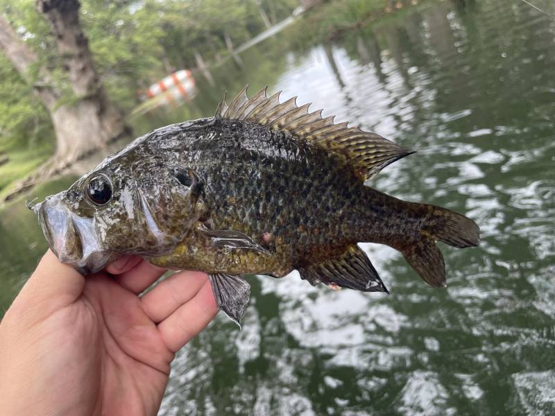 Warmouth in Kerrville
