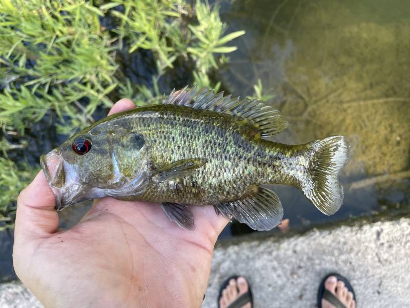 Warmouth in Kerrville