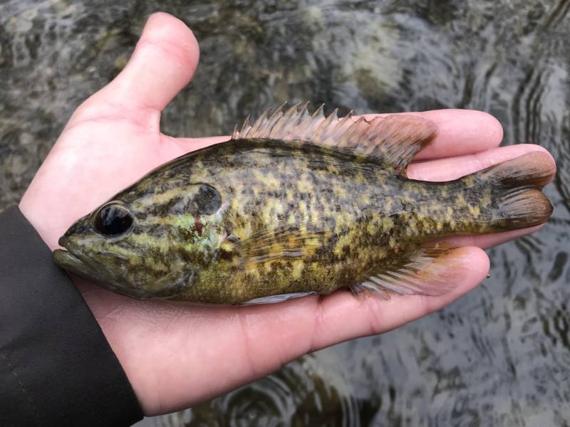 Warmouth in Guadalupe River