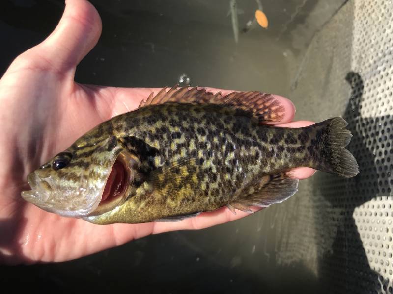 Warmouth in Grey Forest