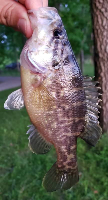 Warmouth in Illinois