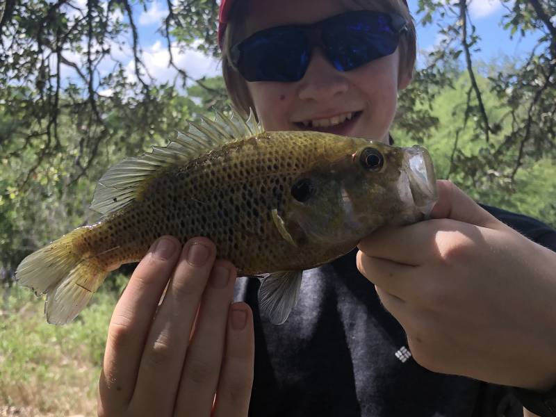 Warmouth in Mustang Ridge